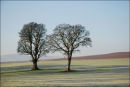 Frosty Morning